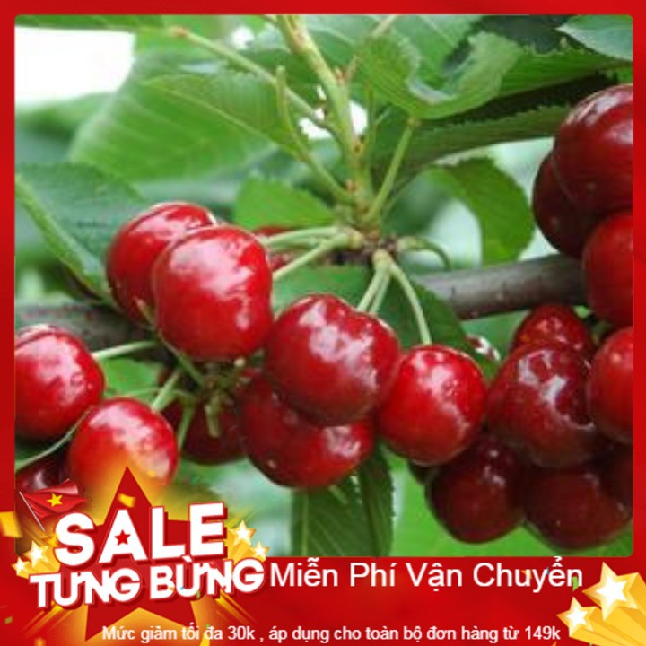 Hạt Giống Quả Anh Đào Cherry