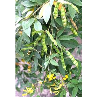 Hạt giống đậu săng (đậu chiều) -gói 20gram ( CHHG )
