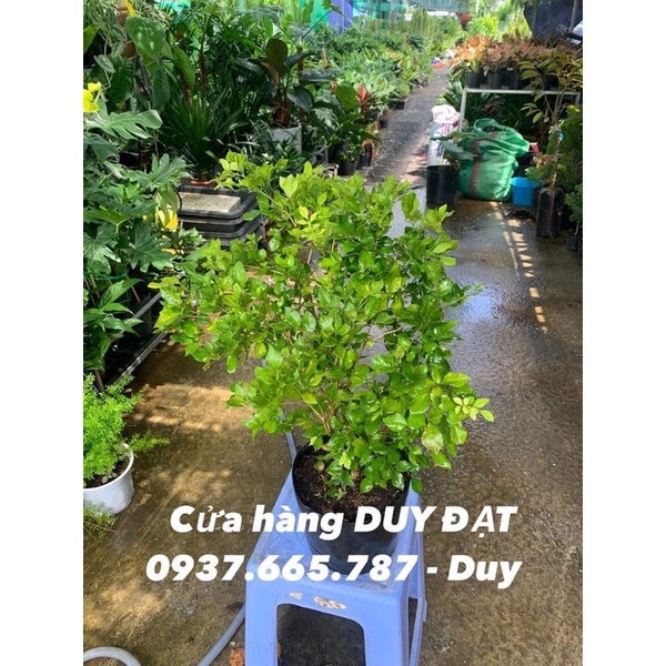 Cây nguyệt quế siêu Thơm, hoa nở liên tục mùi hương dễ chịu, thích hợp trang trí cảnh quan