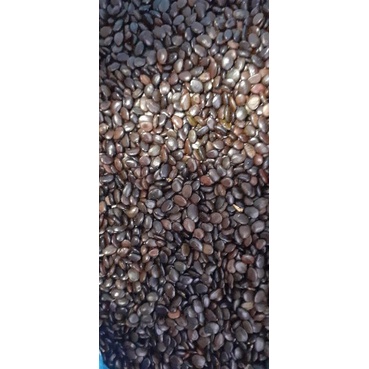 500 gram hạt giống keo lai