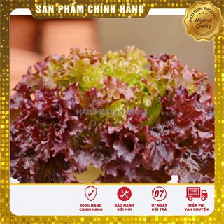 Hạt Giống Rau Xà Lách Xoăn Tím - 1gr