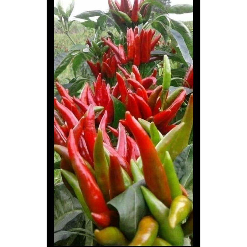 HẠT GIỐNG ỚT CHỈ THIÊN CHÙM 20 hạt