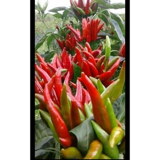 HẠT GIỐNG ỚT CHỈ THIÊN CHÙM 20 hạt