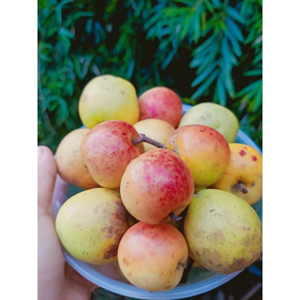 Táo mèo tươi Yên Bái, táo mèo ăn ngọt, giòn, ngon túi 1kg