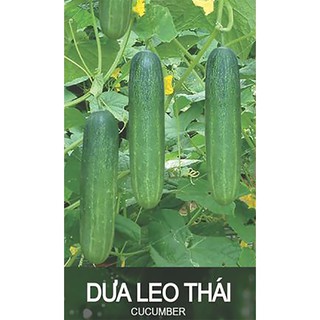 Hạt giống Dưa chuột (dưa leo) Thái