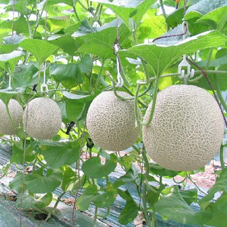 Hạt Giống Dưa Lưới Da Xanh
