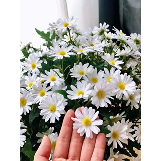 Hoa giả, hoa lụa cao cấp- Cúc hoạ mi