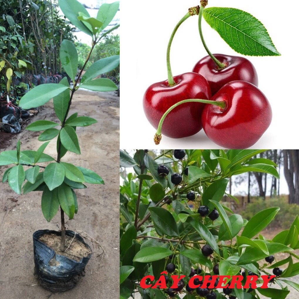 Cây cherry chịu nhiệt size trung cao 40-60 cm (ảnh shop chụp thực thế)