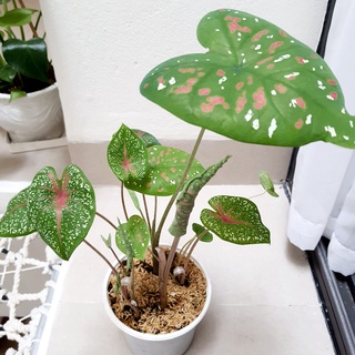 Chậu cây Caladium Bicolor, Môn đốm size vừa ( Ảnh thật )