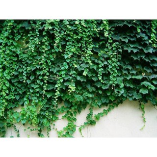 Hạt Giống Dây Thường Xuân (5-10 Hạt) - DÂY LEO XANH QUANH NĂM