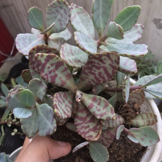 SEN ĐÁ HỒNG GẤM SIZE TRUNG (TẶNG ĐẤT + SỎI)