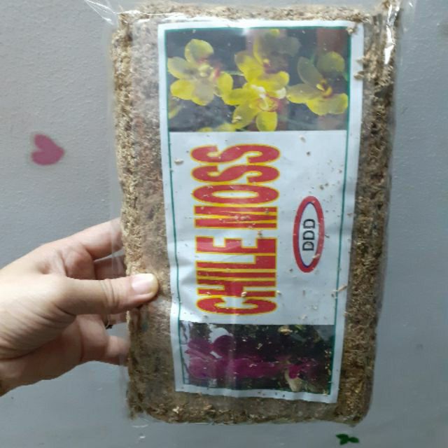 dớn mềm trồng lan - dớn CHILE MOSS- gói 100gr