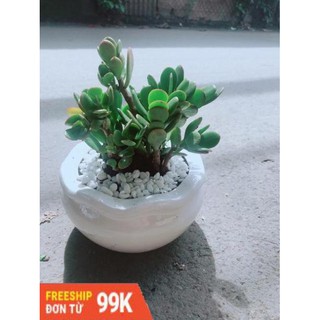 Chậu Cây Ngọc Bích