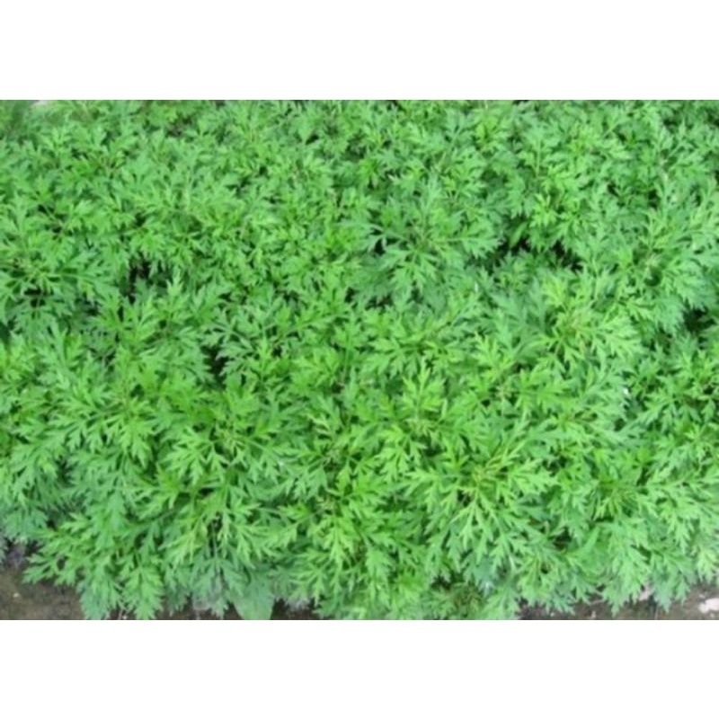 1 ký Ngải Cứu khô, thơm sạch