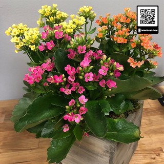 Gói 15-20 Hạt giống hoa sống đời (hoa bỏng) kép mix màu