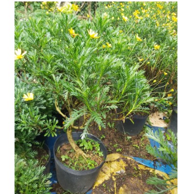- Cúc thân gỗ dáng TREE cây đang hoa cao 80-100cm.