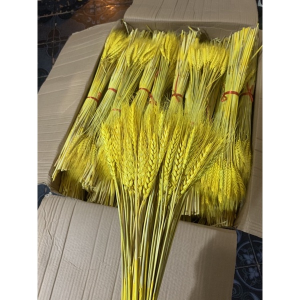 100 BÔNG LÚA 🌾 MẠCH 35k KHÔ TRANG TRÍ bó lúa