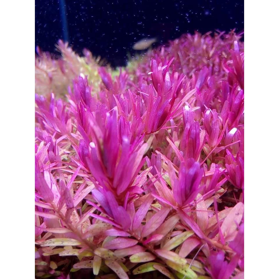 Rotala Pink - 20k/15 ngọn