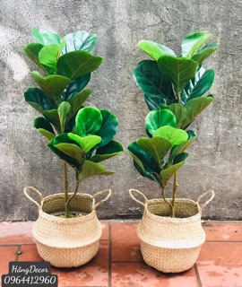 Cây giả - cây bàng singapore 80cm 2 nhánh