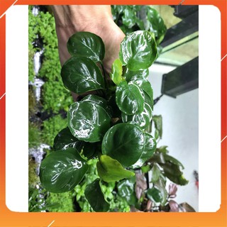 Cây Thủy Sinh Ráy Lá Tròn