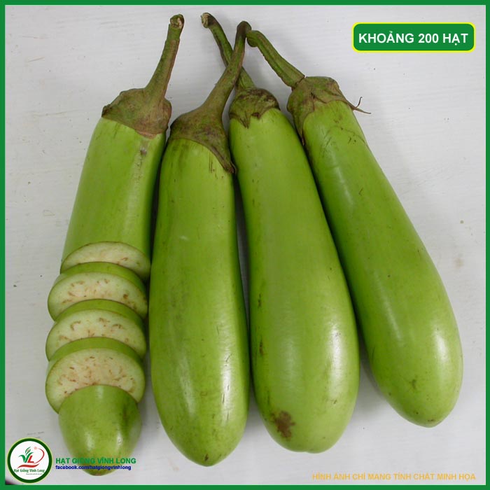 Hạt giống Cà mỡ xanh TN 054 - 1g