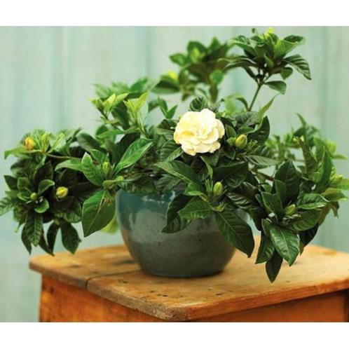 Cây giống bạch thiên hương - Cây trong bầu