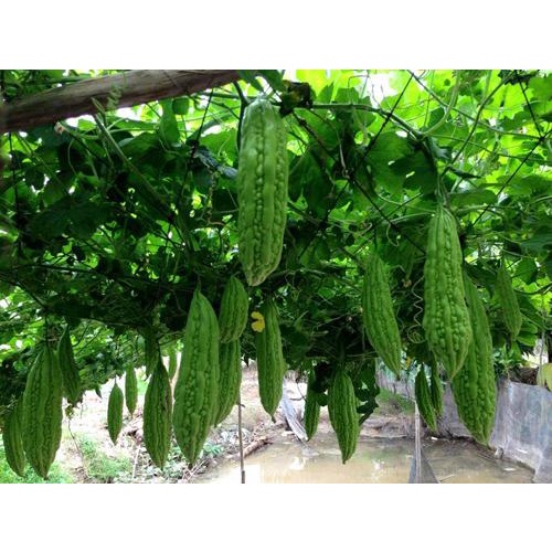 Hạt giống mướp đắng trái dài (khổ qua) - rau củ quả trồng chậu, sân vườn ban công ngon giòn ngọt nảy mầm cao 2gr RADO316