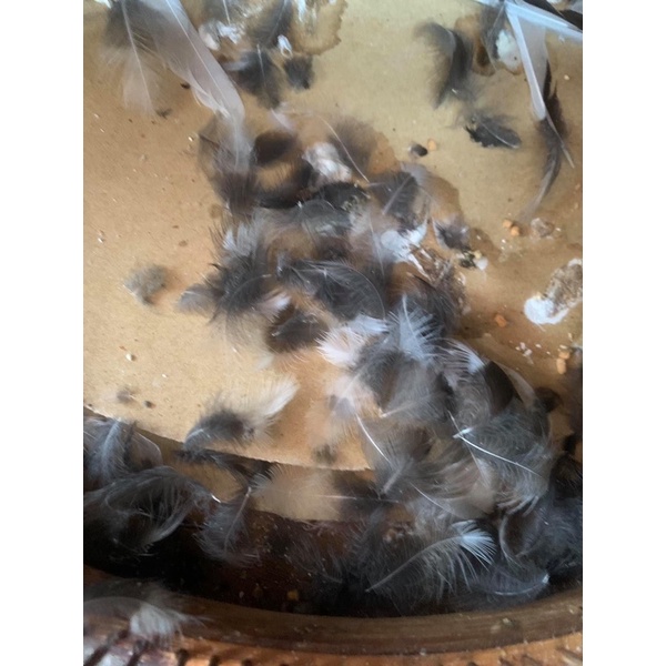 Cám vỗ béo thay lông choè-lão đại