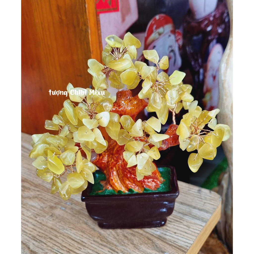 Cây tài lộc đá Mắt Mèo 16cm