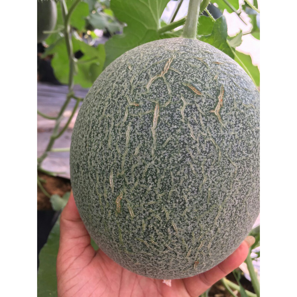 Hạt giống dưa lưới T-one quả dài, giòn, ngọt - gói 20 hạt_KIEU FARM