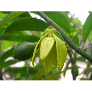 Cây Móng Rồng- mang đến hương thơm dịu nhẹ