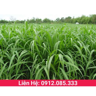 Cỏ sả lá lớn ghine mombasa, hạ giống cỏ chăn nuôi gói 200g