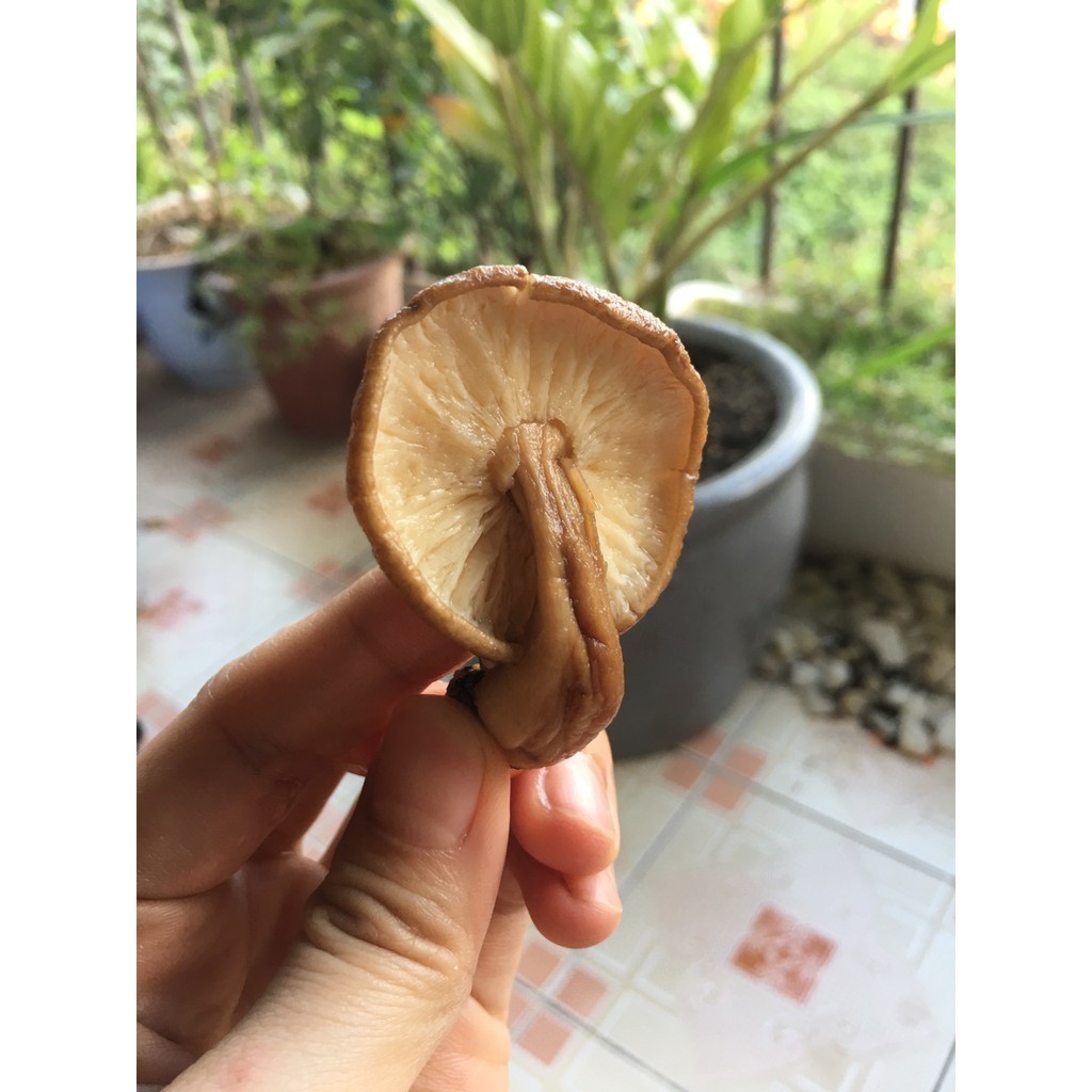 Nấm hương rừng tây bắc