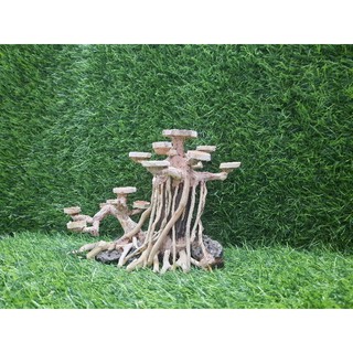 BONSAI rễ rừng tán gỗ