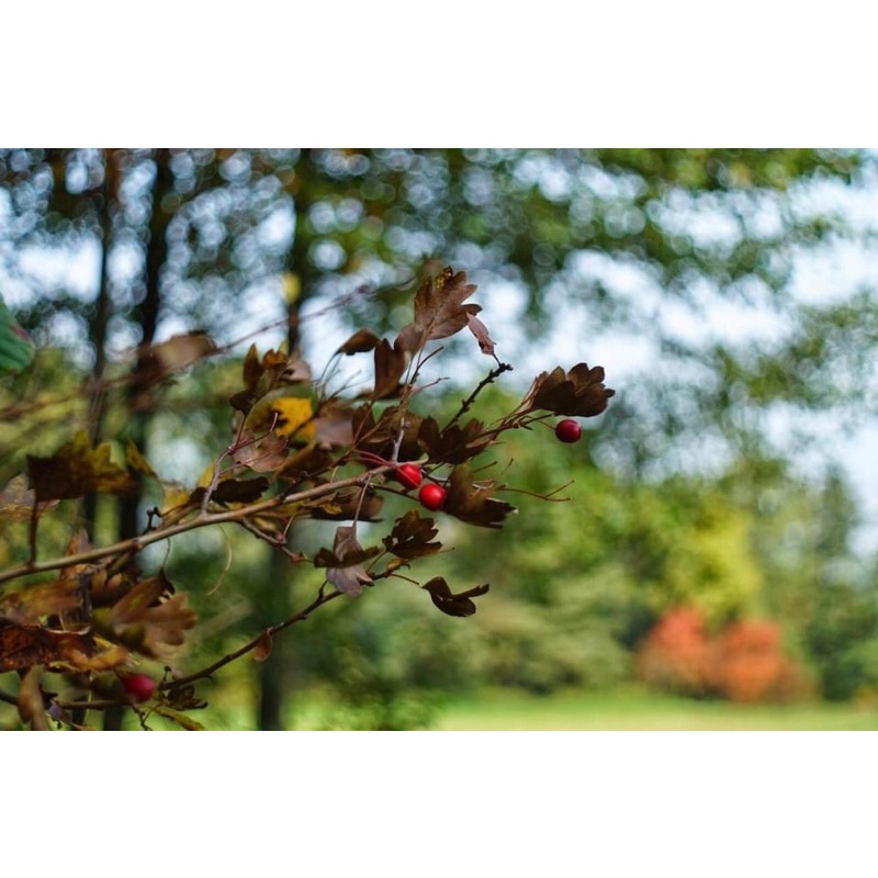 Ống kính MF Liên xô mir 1B 37/2.8 quay chụp siêu điện ảnh