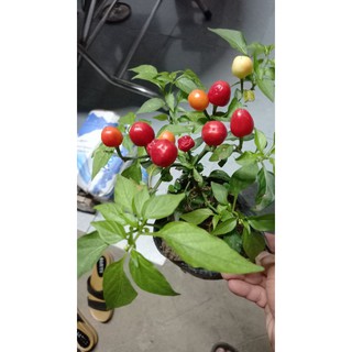Cây ớt bi như hình 2
