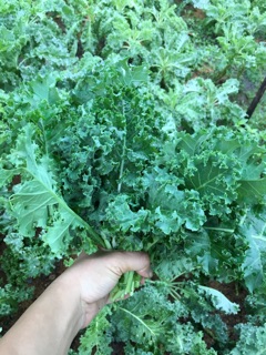 Hạt giống cải xoăn kale