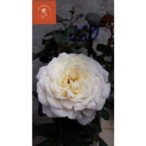 Hoa hồng ngoại Keira – Thiên thần đẹp mơ màng của vương quốc Anh-HoaTuoiMeLinh