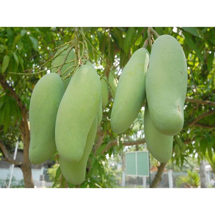 CÂY XOÀI THÁI XANH
