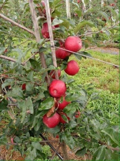 Cây giống táo đỏ lùn