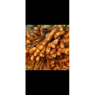 Nghệ tươi, nghệ nếp đỏ ,