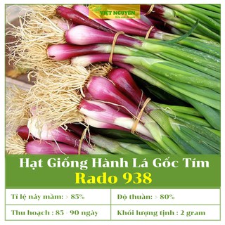 Hạt Giống Hành Lá Gốc Tím RaDo 938 Dễ trồng, dễ chăm sóc, lá thơm,củ tím, nhanh thu hoạch