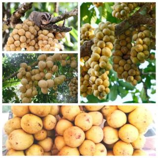 Cây giống bòn bon