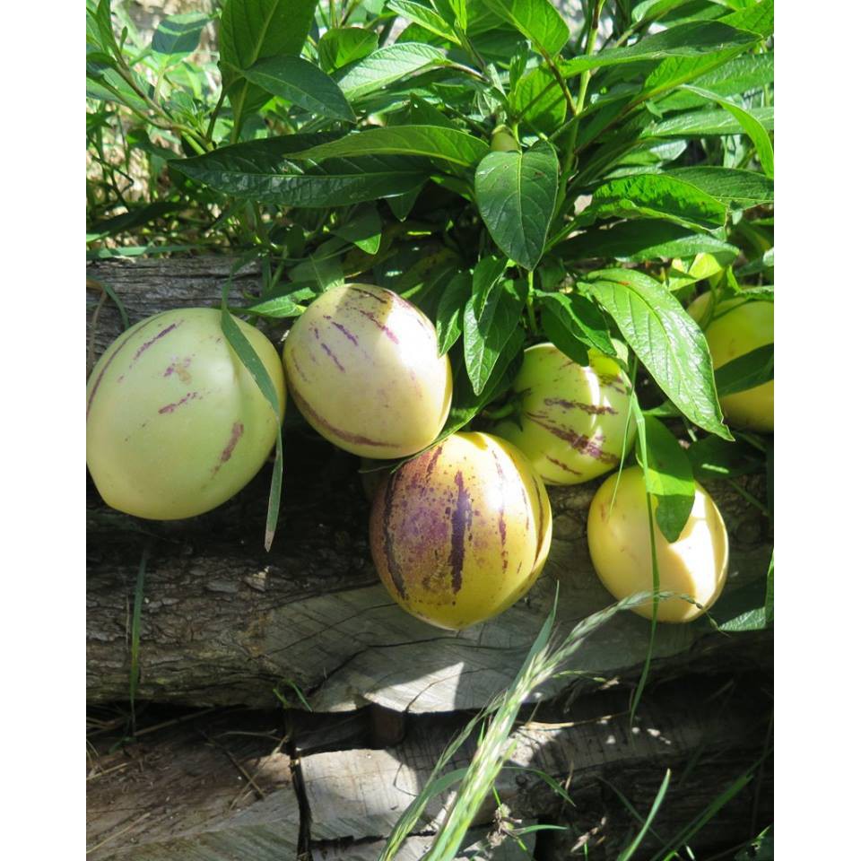 hạt giống dưa Pepino f1 ( dưa hấu nam mỹ)