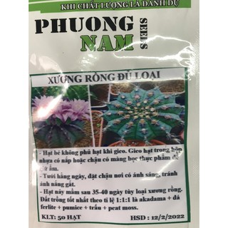 50 Hạt Xương Rồng Đủ Loại- Cây cảnh  xinh xắn cho mọi người