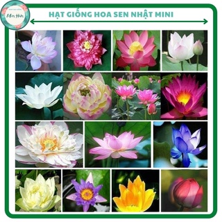 Hạt giống hoa sen Nhật mini,màu săc tùy chọn(có cả loại đã cắt đầu)-choa hoa sau 3 tháng trồng