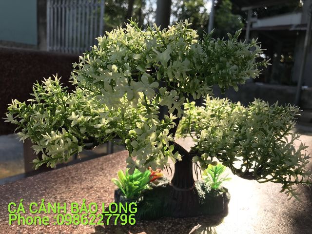 Cây bonsai nhựa trang trí bể cá