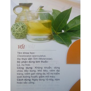 Combo 4 Cây Vối nếp - chiều cao 60cm