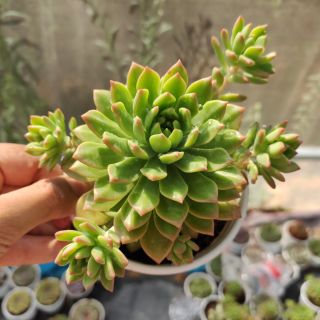 Sen đá mặt trời sz trung