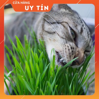 0.5KG CỎ LÚA MẠCH NHẬP KHẨU ÚC - DATE MỚI